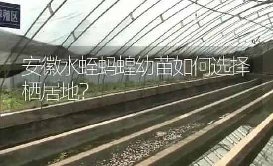安徽水蛭蚂蝗幼苗如何选择栖居地？ | 特种养殖