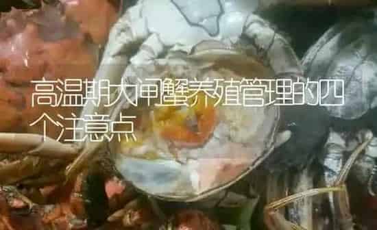 高温期大闸蟹养殖管理的四个注意点 | 淡水养殖