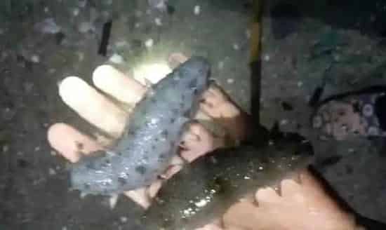 气温骤然上升，春季海参圈问题集中爆发