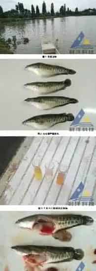 泼洒杀虫药后杂交鳢严重腹水