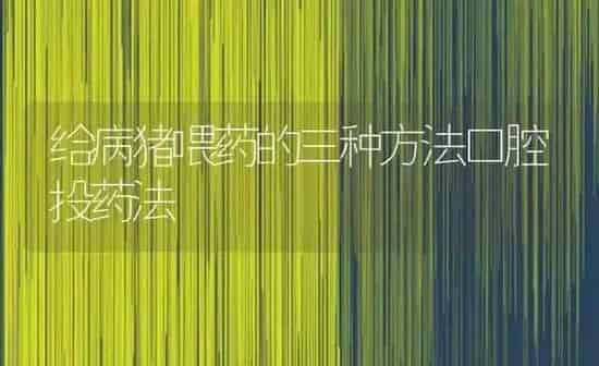 给病猪喂药的三种方法口腔投药法 | 养殖病虫害防治
