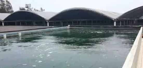 珍珠龙胆苗种价格这么高，标苗场“唯快不破”的绝技为哪般？