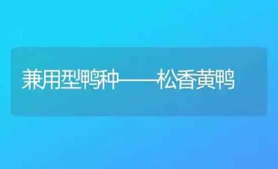 兼用型鸭种——松香黄鸭 | 家禽养殖