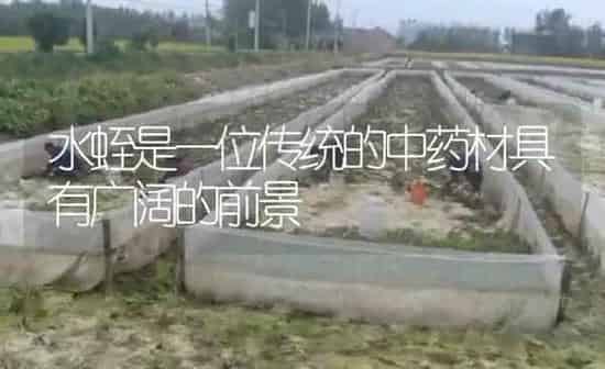 水蛭是一位传统的中药材具有广阔的前景 | 养殖病虫害防治