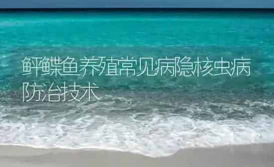鲆鲽鱼养殖常见病隐核虫病防治技术 | 海水养殖