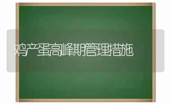 鸡产蛋高峰期管理措施 | 家禽养殖