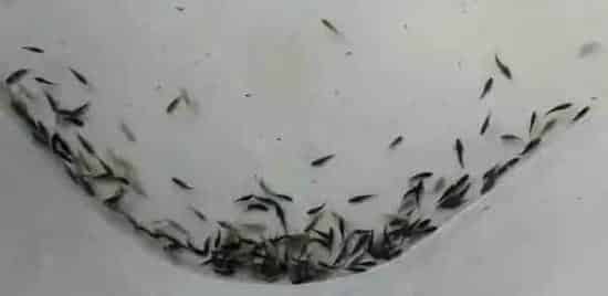 珍珠龙胆苗种价格这么高，标苗场“唯快不破”的绝技为哪般？