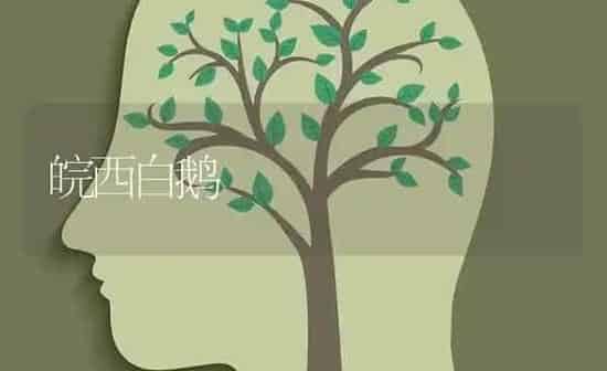 皖西白鹅 | 家禽养殖