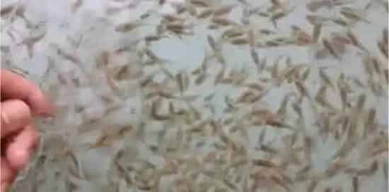 珍珠龙胆苗种价格这么高，标苗场“唯快不破”的绝技为哪般？