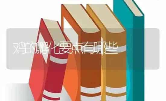 鸡的孵化要点有哪些 | 家禽养殖