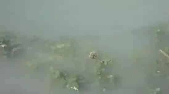 海参圈化冰期管理要点