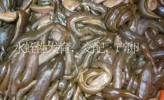 水蛭性发育,交配,产卵 | 特种养殖