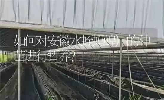 如何对安徽水蛭蚂蝗)的种苗进行暂养？ | 特种养殖