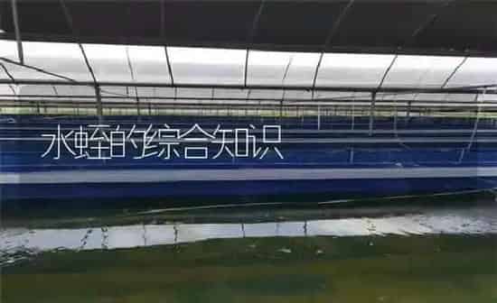 水蛭的综合知识 | 特种养殖