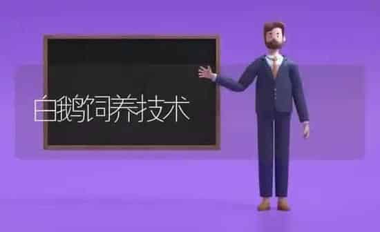 白鹅饲养技术 | 家禽养殖
