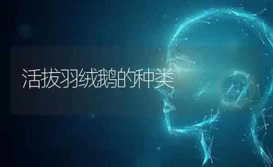活拔羽绒鹅的种类 | 家禽养殖