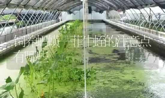 饲养蚂蟥—菲牛蛭的注意点有哪些 | 特种养殖