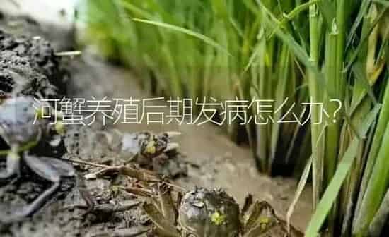 河蟹养殖后期发病怎么办？ | 淡水养殖