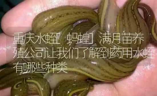 重庆水蛭[蚂蝗]满月苗养殖公司让我们了解到药用水蛭有哪些种类 | 养殖病虫害防治