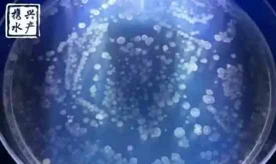 水产养殖户如何辨别优质乳酸菌和光合菌