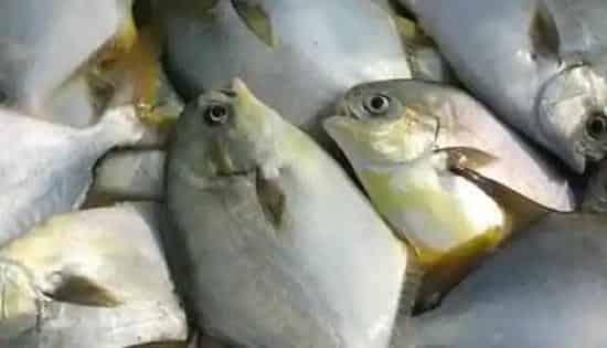 鱼排网箱养殖金鲳鱼的海区选择和养殖技术详解