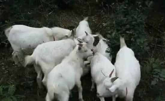 羊改良品种推荐 羊改良品种存在的问题 | 农业养殖技术