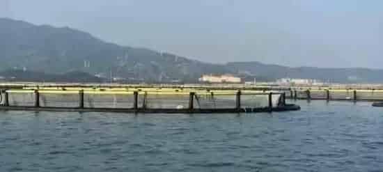 Bio Cure产品在深圳某试验基地海水网箱金鲳鱼小瓜虫防治案例