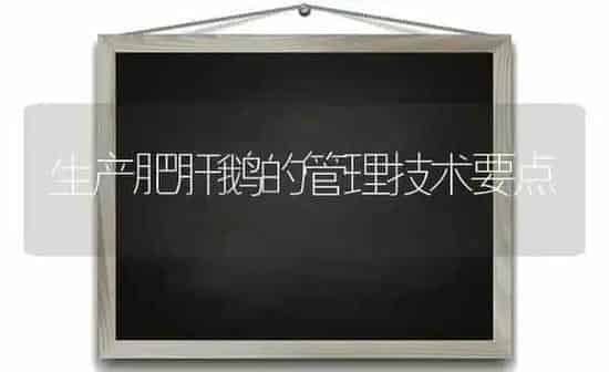 生产肥肝鹅的管理技术要点 | 家禽养殖