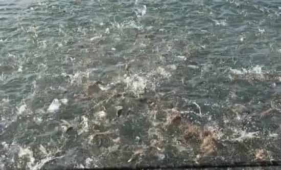 Bio Cure产品在深圳某试验基地海水网箱金鲳鱼小瓜虫防治案例