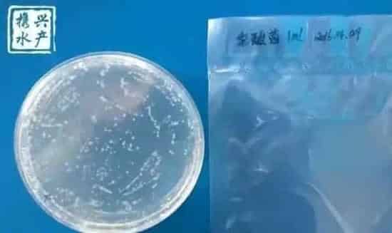 水产养殖户如何辨别优质乳酸菌和光合菌