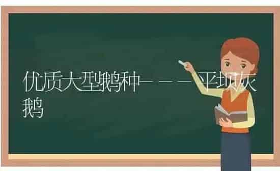 优质大型鹅种---平坝灰鹅 | 家禽养殖