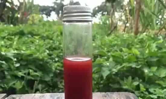 水产养殖户如何辨别优质乳酸菌和光合菌