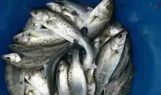 霸王寒潮后持续低温 水产养殖户防寒抗冻防治水霉