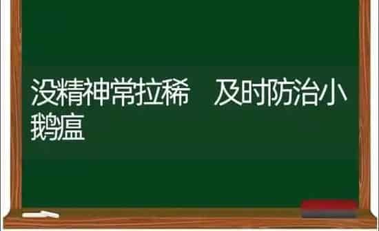 没精神常拉稀 及时防治小鹅瘟 | 家禽养殖