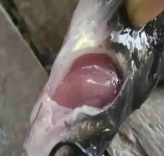 斑点叉尾鮰养殖过程中套肠病等病害用药方案