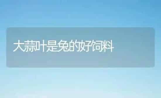 大蒜叶是兔的好饲料 | 动物养殖饲料