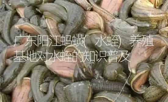 广东阳江蚂蟥(水蛭)养殖基地对水蛭的知识普及 | 特种养殖