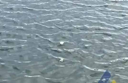 [每周一例]银鼓鱼感染链球菌“打转”、死亡