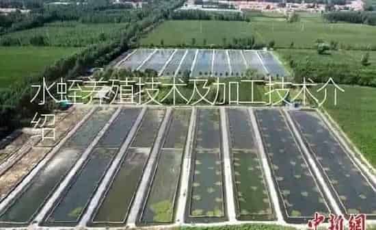 水蛭养殖技术及加工技术介绍 | 特种养殖