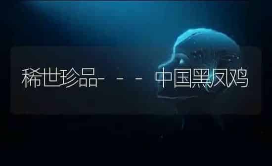 稀世珍品---中国黑凤鸡 | 家禽养殖