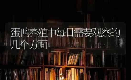 蛋鸭养殖中每日需要观察的几个方面 | 家禽养殖