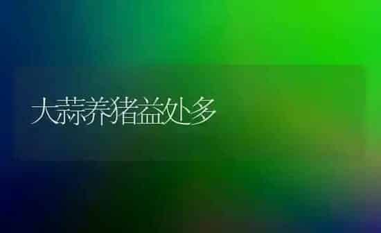 大蒜养猪益处多 | 家畜养殖