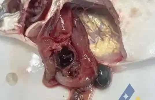 [每周一例]银鼓鱼感染链球菌“打转”、死亡