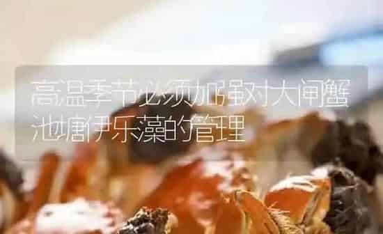 高温季节必须加强对大闸蟹池塘伊乐藻的管理 | 淡水养殖