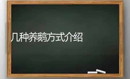 几种养鹅方式介绍 | 家禽养殖