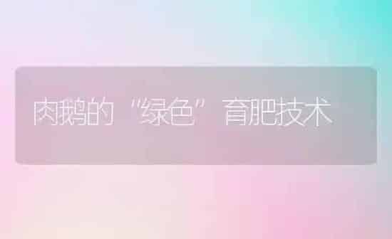 肉鹅的“绿色”育肥技术 | 家禽养殖
