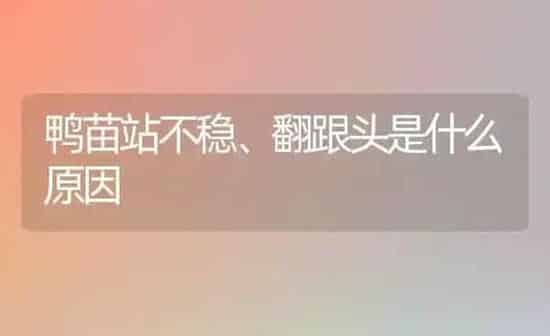 鸭苗站不稳、翻跟头是什么原因 | 家禽养殖