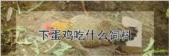 下蛋鸡吃什么饲料 | 动物饲养方法