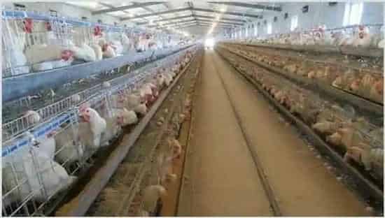 蛋鸡饲养管理技术 | 动物养殖资料