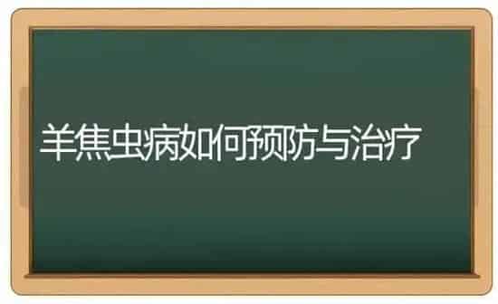 羊焦虫病如何预防与治疗 | 家畜养殖